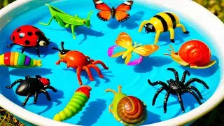 kids Learn | Insect & Bug Names for Kids 🐞🕷️ | Preschool Kids Learn, Insect Learning | Bug Names