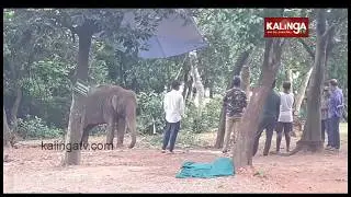 Odisha: Nandankanan authorities yet to find a solid solution to check elephant death | Kalinga TV