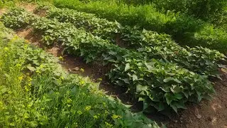 Peaceful Garden Live 🌿 | Flowers, Fruits & Vegetables | Relaxing Nature Sounds