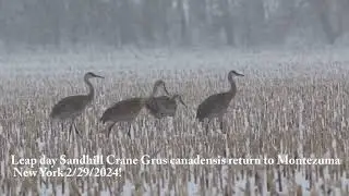 During a Leap Day 2/29/2024 winter storm Sandhill Crane  Grus canadensis return to Montezuma!!