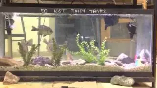 Big trout lake tank