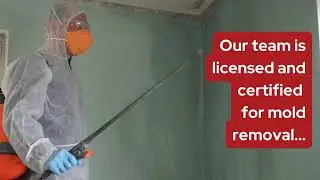 Mold Removal in Tampa, FL | Chris' Carpet Service & Water Restoration
