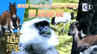 Everest’s Hidden Lifelines: Wildlife on the Roof of the World | China Documentary
