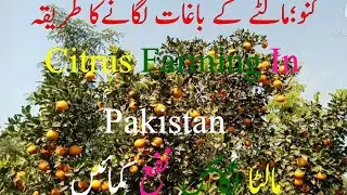pakistani orange fruit Farming | Malta Farming| Different Types of Kino|Why Sargodha Malta is Famous
