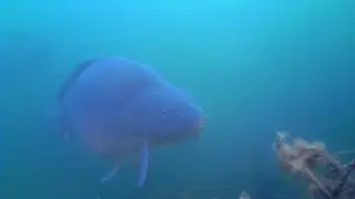 Fischvielfalt im Baggersee auf engstem Raum: Fischbrut, Karpfen, Barsche, Hecht, Aal
