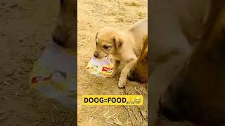 Kutta nahi... dil ka tukda hai😍🐶 #dog #dogs #animals #help #humanity #explore #viral #amanhelp75 ￼