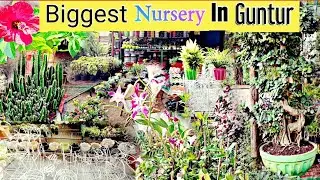Biggest nursery in Guntur #guntur #vlog #nursery #wholesaleplants #pots #plants #nature #gunturvlog