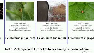 List of Arthropoda of Order Opiliones Family Sclerosomatidae. leiobunum japonicum pacificus flavum