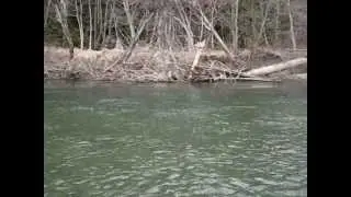 Big West Coast Steelhead!