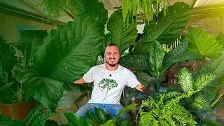 5 Plantas Que REFRESCAM O AR | Você Precisa Ter em Casa!