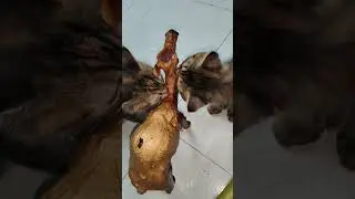 Real life cat fight with a Camel statue! 🐾✨ #shortsfeed #cute #trending