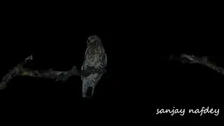 Calls recorded of Brown Boobook (Ninox scutulata) during night videography, Rongtong,(WB) India...