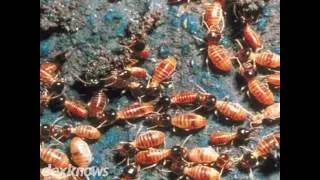Reliable Pest Control Fort Myers FL 33912-2269