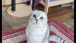 Super Funny Cat Playing Games #Shorts
