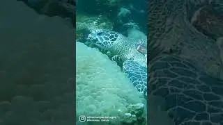 In my solitude... I eat. Just like this turtle. 😂