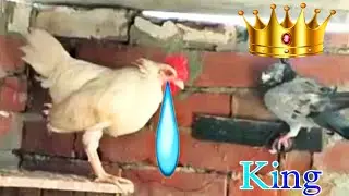 कबूतर और मुर्गे की लड़ाई 🤜🤛 //😡 kabutar//#fight #kabutar #how