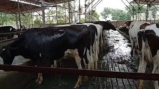 Management of animals and cooling methods in Summer