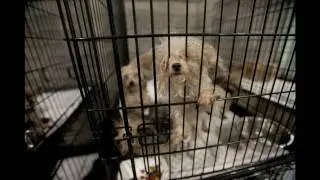 Emergency Rescue and Shelter