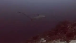 THRESHER SHARKS KILL PREY WITH TAIL