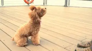 Amber Toy Poodle - Trick 06 - Roll