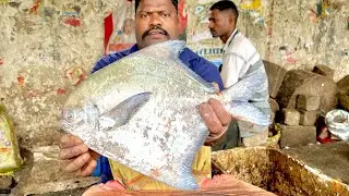 KASIMADU SPEEDSELVAM BIG WHITE PAMPHLET FISH CUTTING VIDEO #kasimeduselvam #cuttingskills 