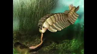 Tribute to opabinia