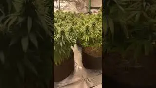Trim and Water middle of week 5 #flower #flowers #hemphealing #thcareview #homegrown #grow #garden