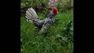 Silver Sebright Cock (SSB) #chickens #bantam #fancychicken #sebright #garden