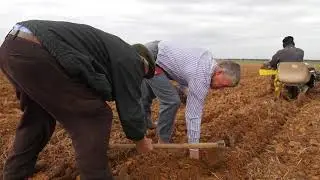 PLANTACION LAVANDA