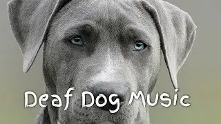 TEST DEAF DOG HEARING MUSIC