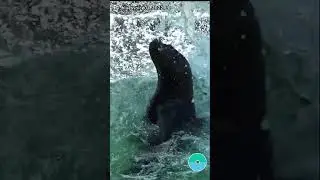 cool jump in2 the water 😁❣️ amazing animals 24