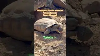 What&rsquo;s the coolest animal at the Arizona Sonora Desert Museum? 🐑🐢🦖🐍🐗