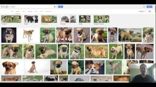 What Is A Puggle - Puggle Temperament - Is This The Right Dog For Me?