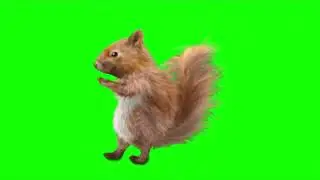 Green Screen Dancing Squirrel video effects meme