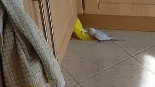 Chocobo & Herman
