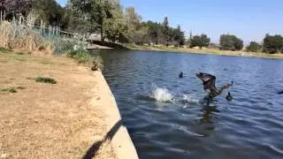 Double-crested Cormorant runs across water