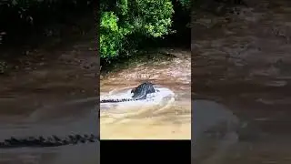 father of crocodile🐊🐊 is back #babycrocodile #viralvideo #rivervideo #tranding