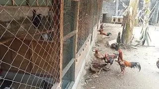 #ОБЩЕЕ РУКОВОДСТВО ПО НАЧАЛУ БИЗНЕСА ПО РАЗВЕДЕНИЮ КУРИЦ В КОММЕРЧЕСКИХ ЦЕЛЯХ#99