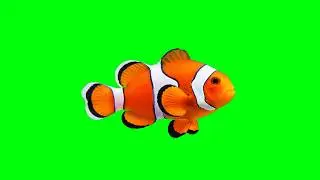 Clown Fish Green Screen