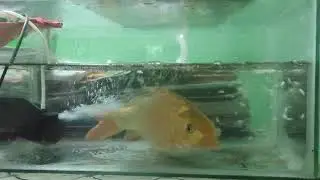 golden tench 🐟🐟🐟🐟