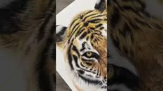 Tiger coloured pencil drawing ✍🏼 #wildlifeartist #arttutorial #drawingtutorial #foryoupage #fyp