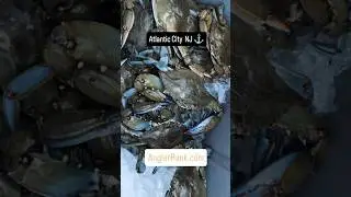 The blue claw crabbing is on fire in South Jersey 🦀 ⚓ #fishing #crabbing #anglerrank