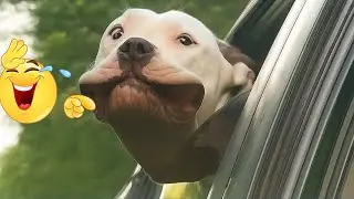 I’m 101% Sure That You Will Die Laughing At These Dogs 😂🐶 Funniest Dog Moments Compilation 2026