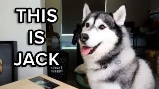 Goodbye Old Friend (Jack the Husky)
