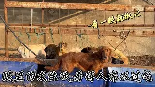 求求了！別讓毛孩子變成新年下酒菜！這群狗狗的歸宿竟是屠宰刀