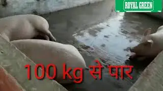 सबसे अच्छा ,सबसे सस्ता फ़ीड ,low price, best Renault feeds royal green 9868601471.8383003017 #pig