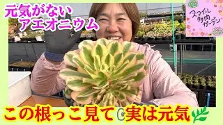 【根っこで判断】元気がないアエオニウムを植え替え｜もも🍑流剪定と水やり