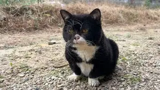 『めー！』と鳴く猫が家に入ってきた