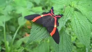 Borboleta Ancyluris aulestes na natureza
