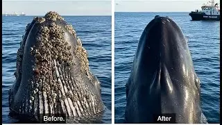 Satisfying Rescue Cleaning a Barnacle Covered humpback whale for a Second Chance